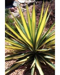 Юка нитчаста Колор Гуард | Юкка нитчатая Колор Гуард | Yucca filamentosa Color Guard